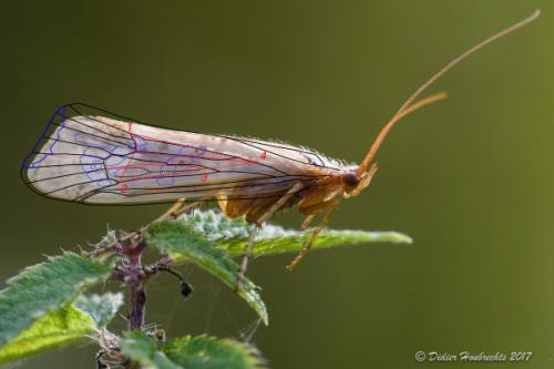 Limnephilus sp.